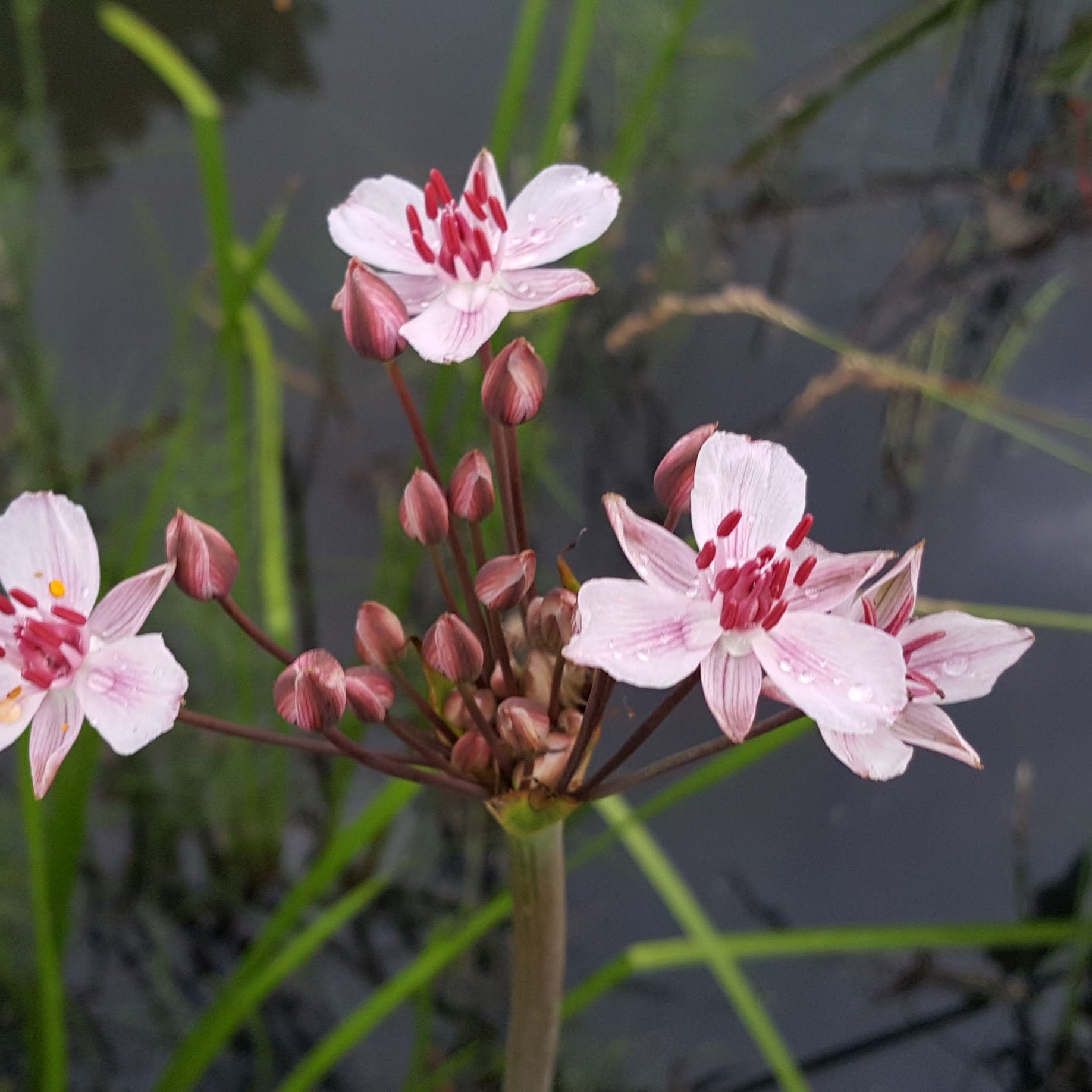 Celtic Wildflowers, Garden Nursery Near Me, Order Wildflowers Online