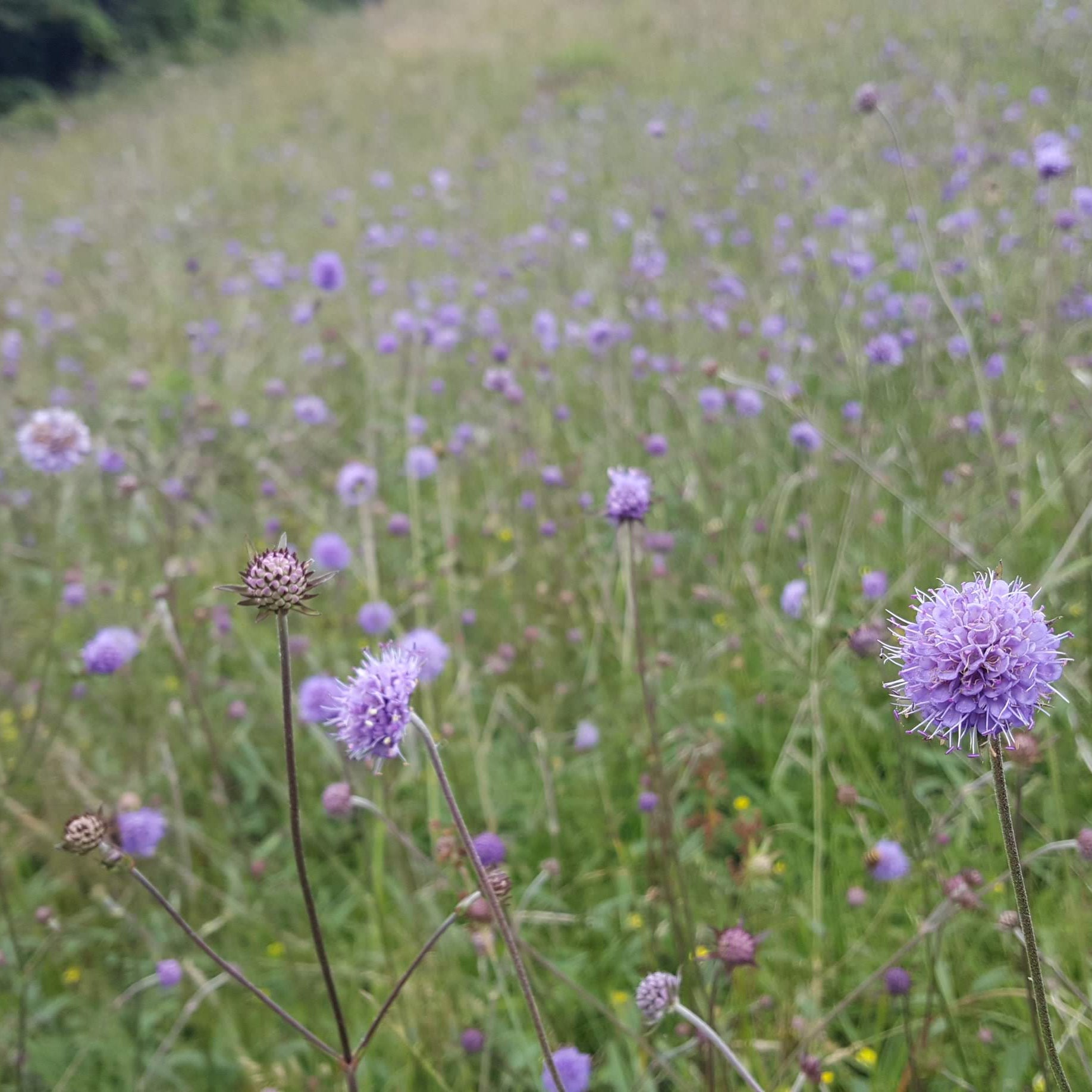 Marshy Grassland
