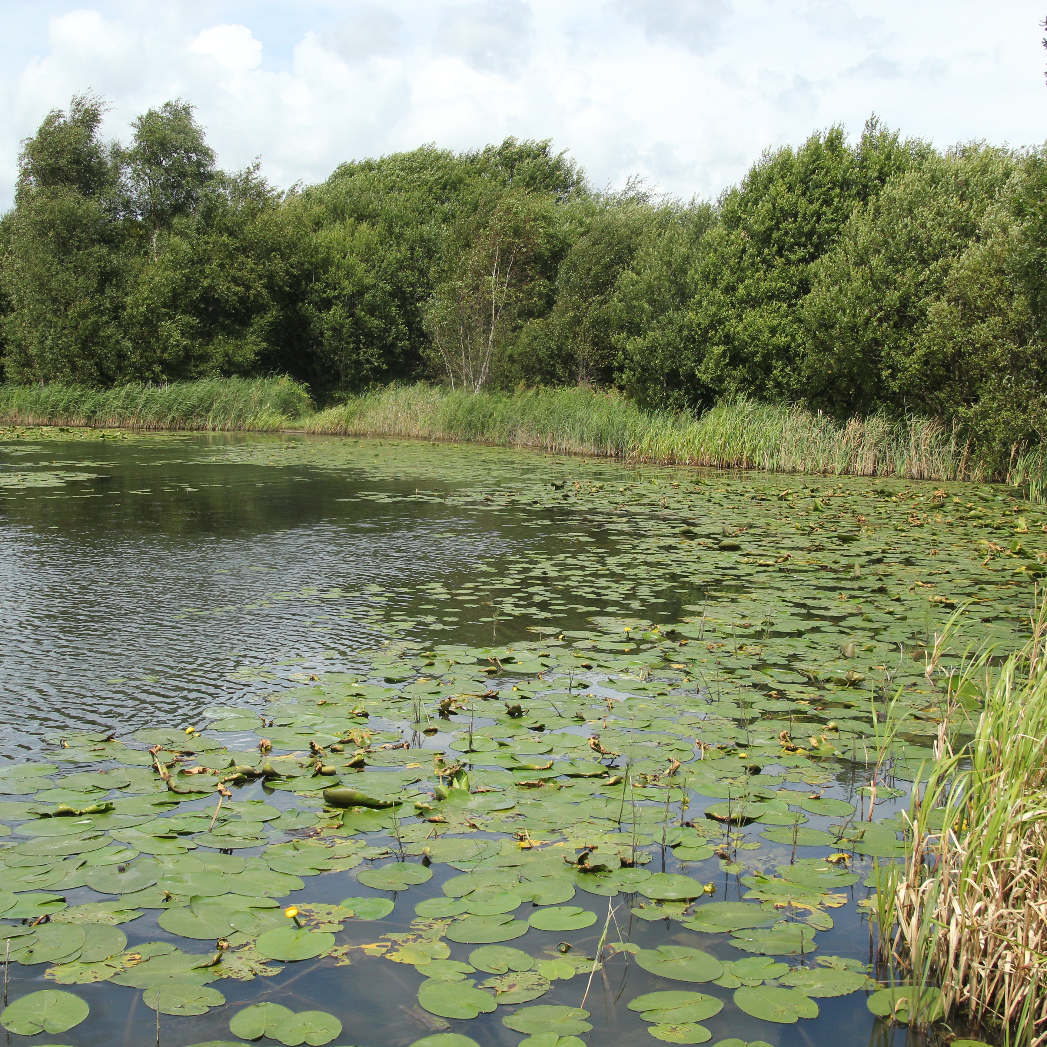 Ponds