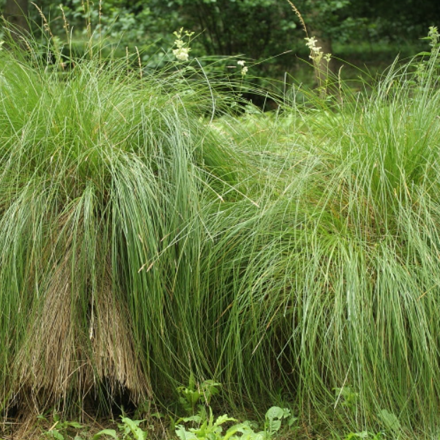 Garden Nursery Near Me, Order Wildflowers Online, Online Trees And Plants