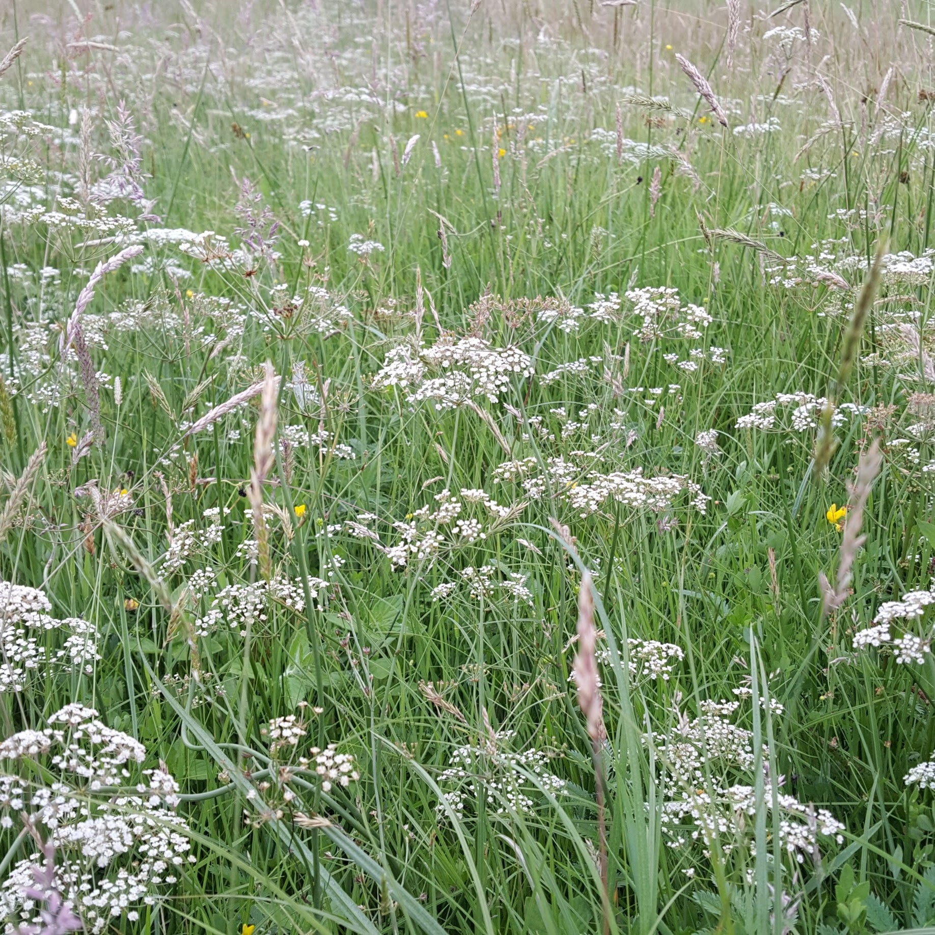 Meadow