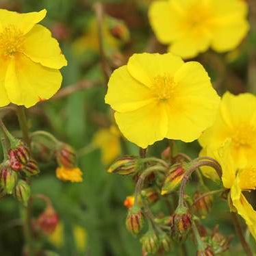 Celtic Wildflowers, Garden Nursery Near Me, Order Wildflowers Online