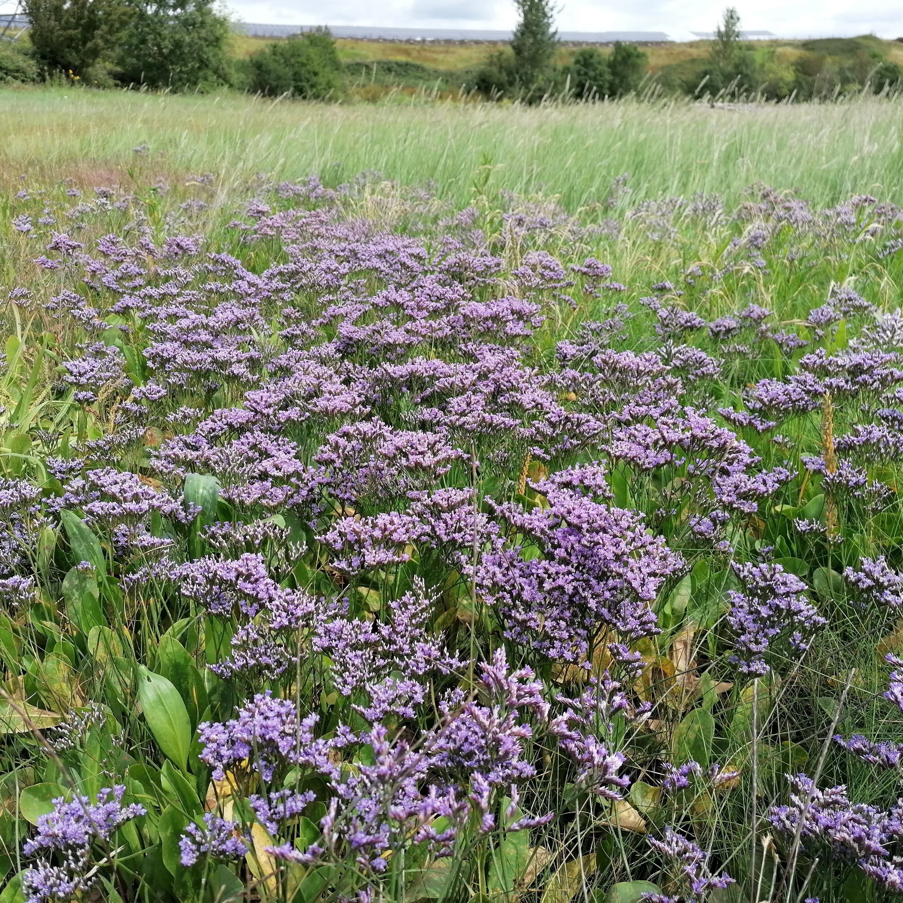 Celtic Wildflowers, Garden Nursery Near Me, Order Wildflowers Online