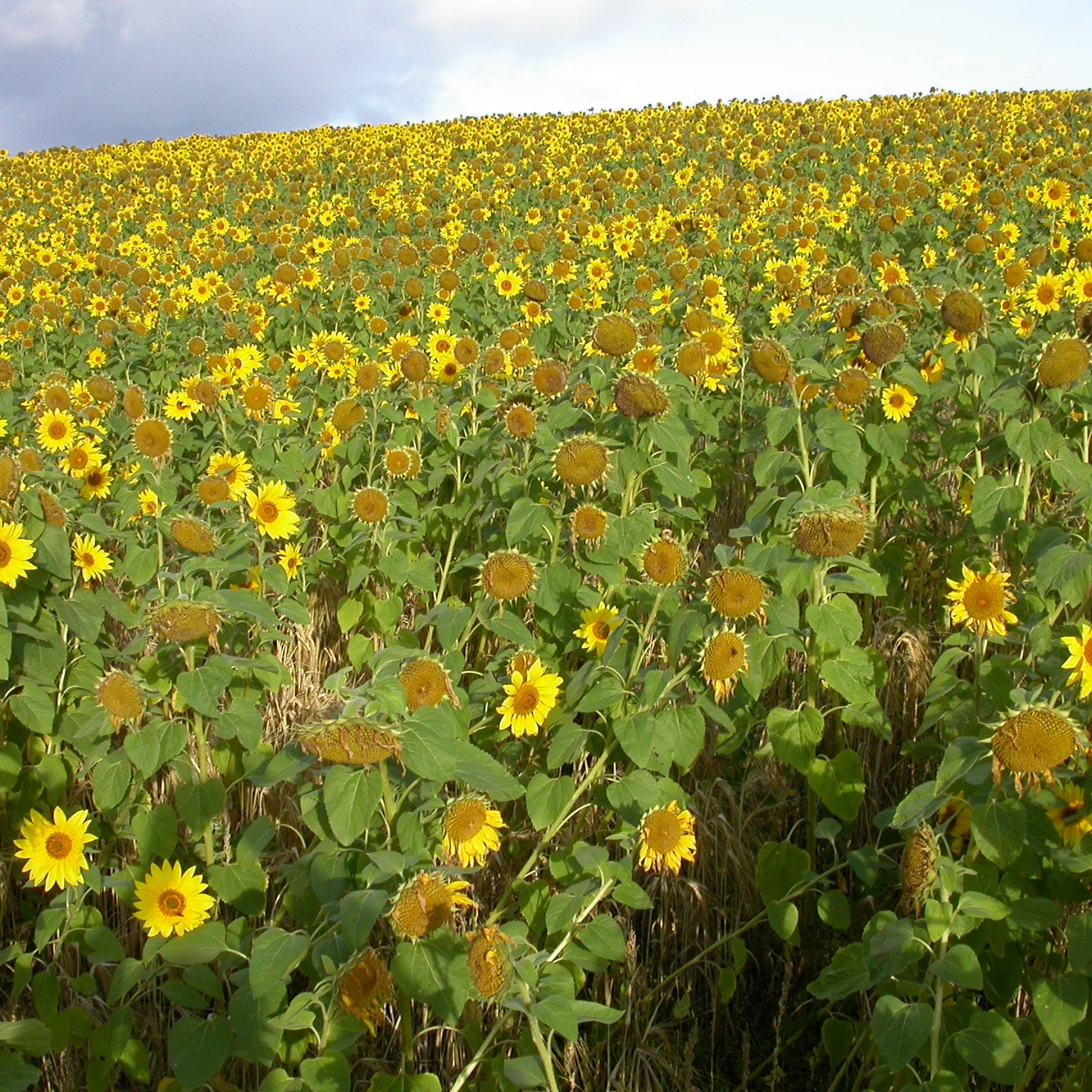 Garden Nursery Near Me, Order Wildflowers Online, Online Trees And Plants