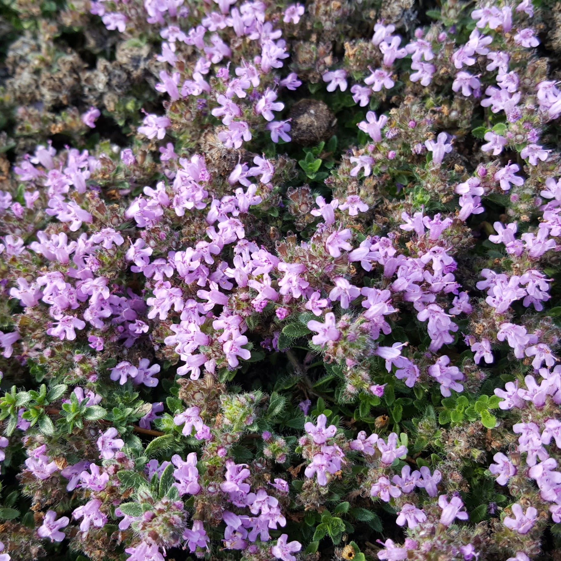 Green Roof