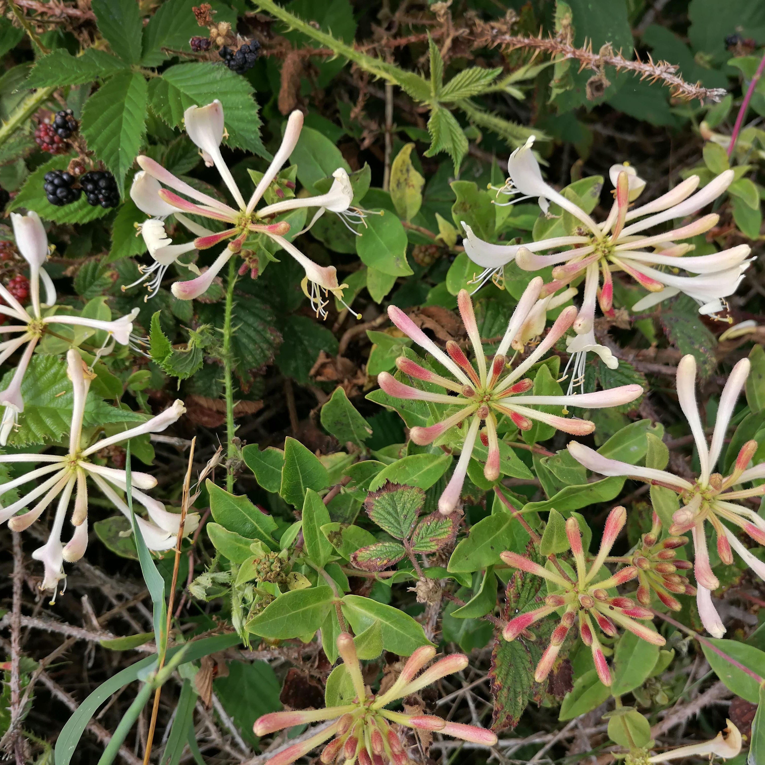 Hedgerow