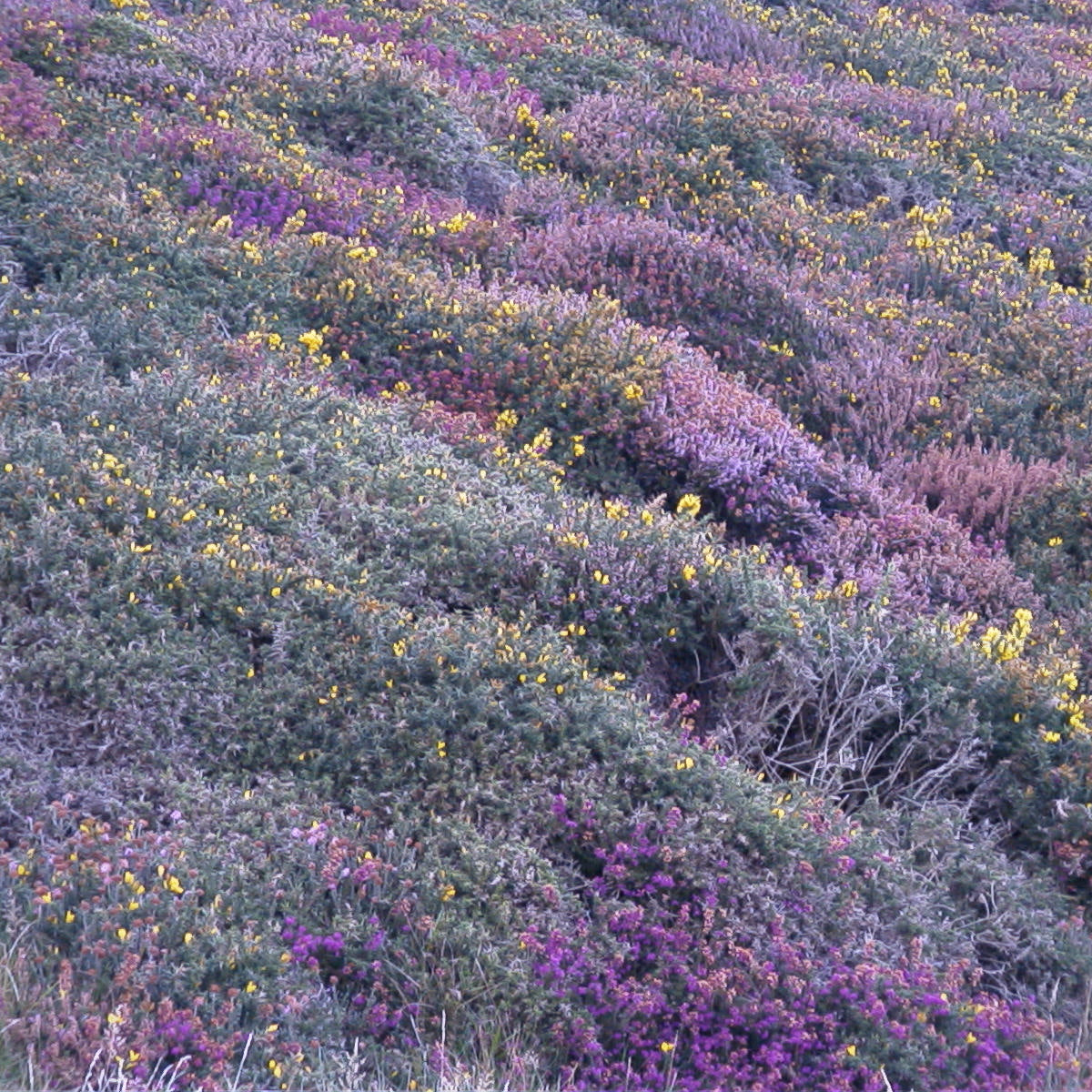 Heath