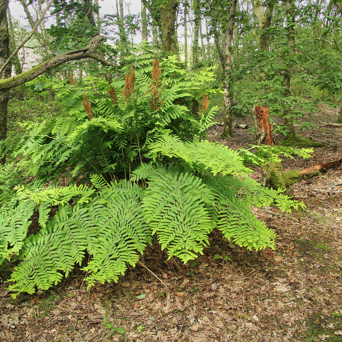 Garden Nursery Near Me, Order Wildflowers Online, Online Trees And Plants