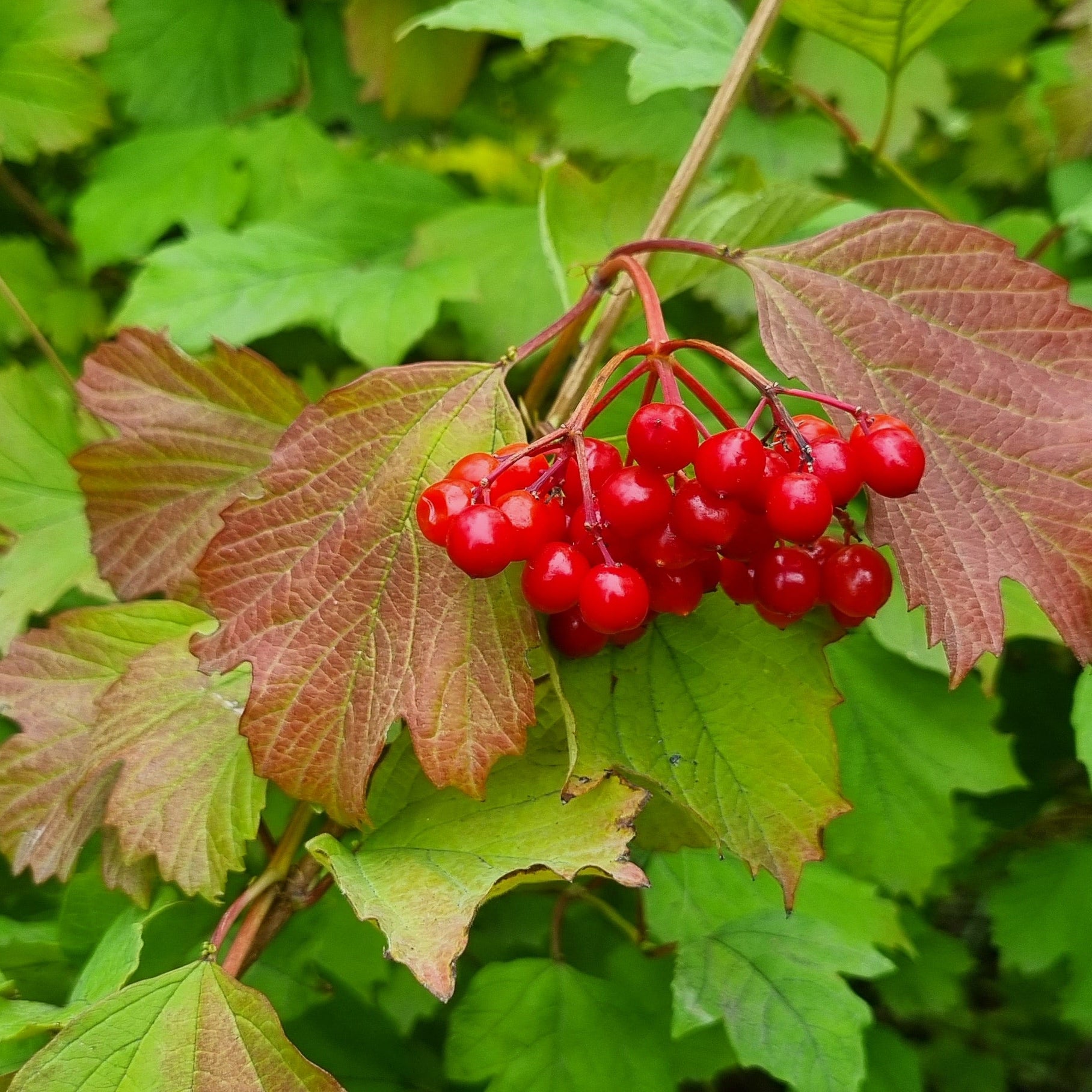 Garden Nursery Near Me, Order Wildflowers Online, Online Trees And Plants