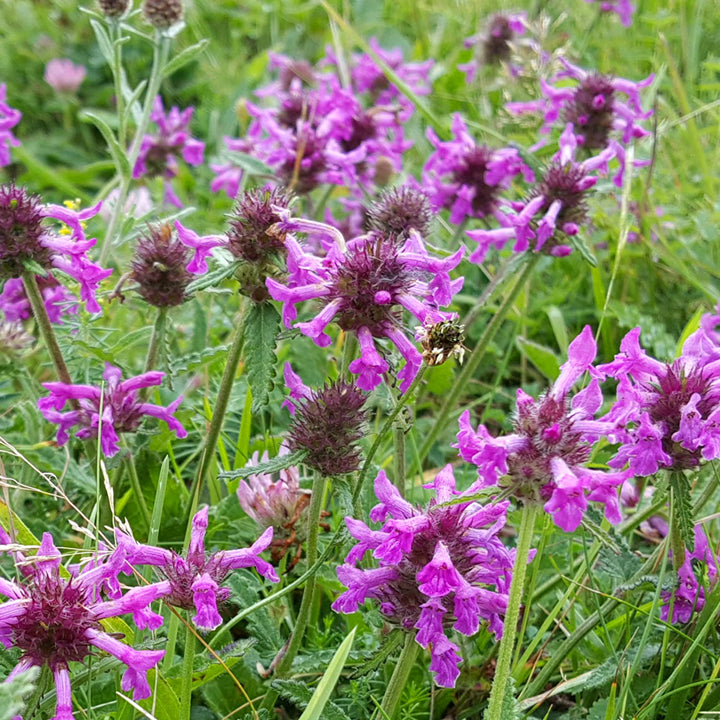 Betony (Betonica officionalis)