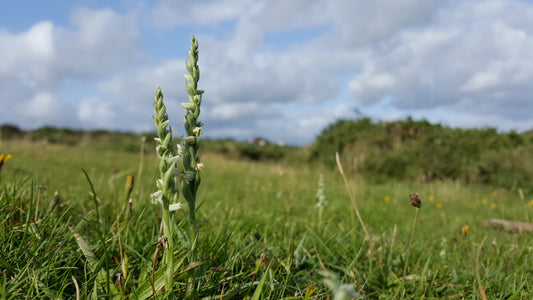 Autumn Lady's Tresses  Spiranthes spiralis