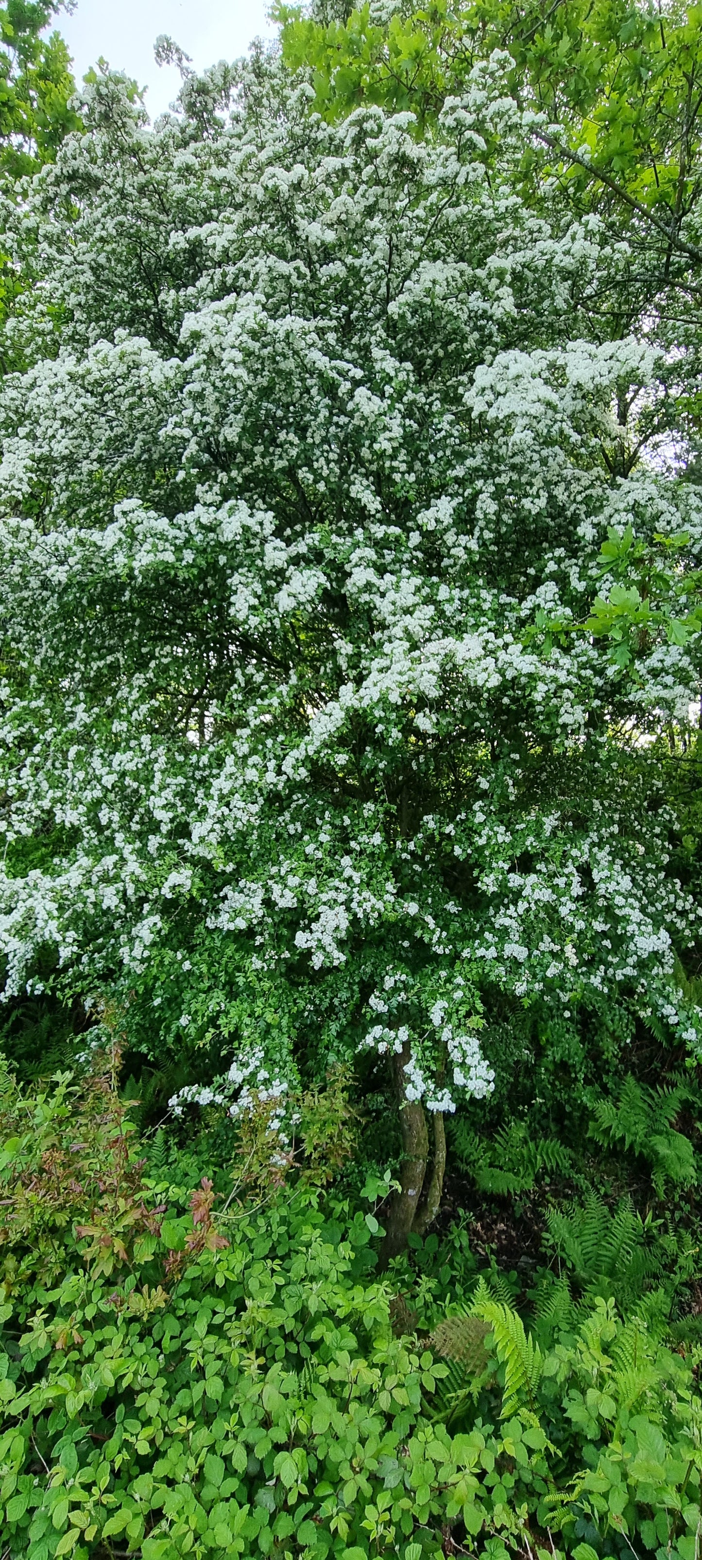 HAWTHORN Crategus monogyna