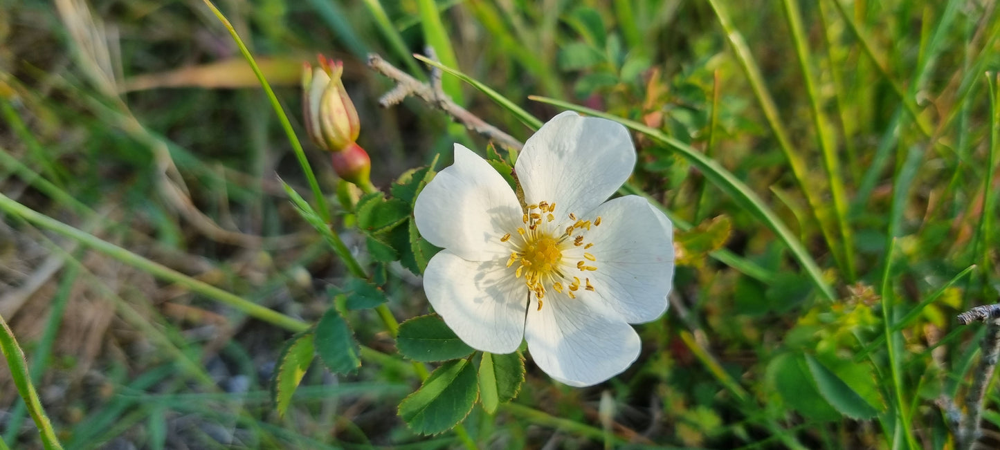 BURNET-ROSE Rosa spinosissima