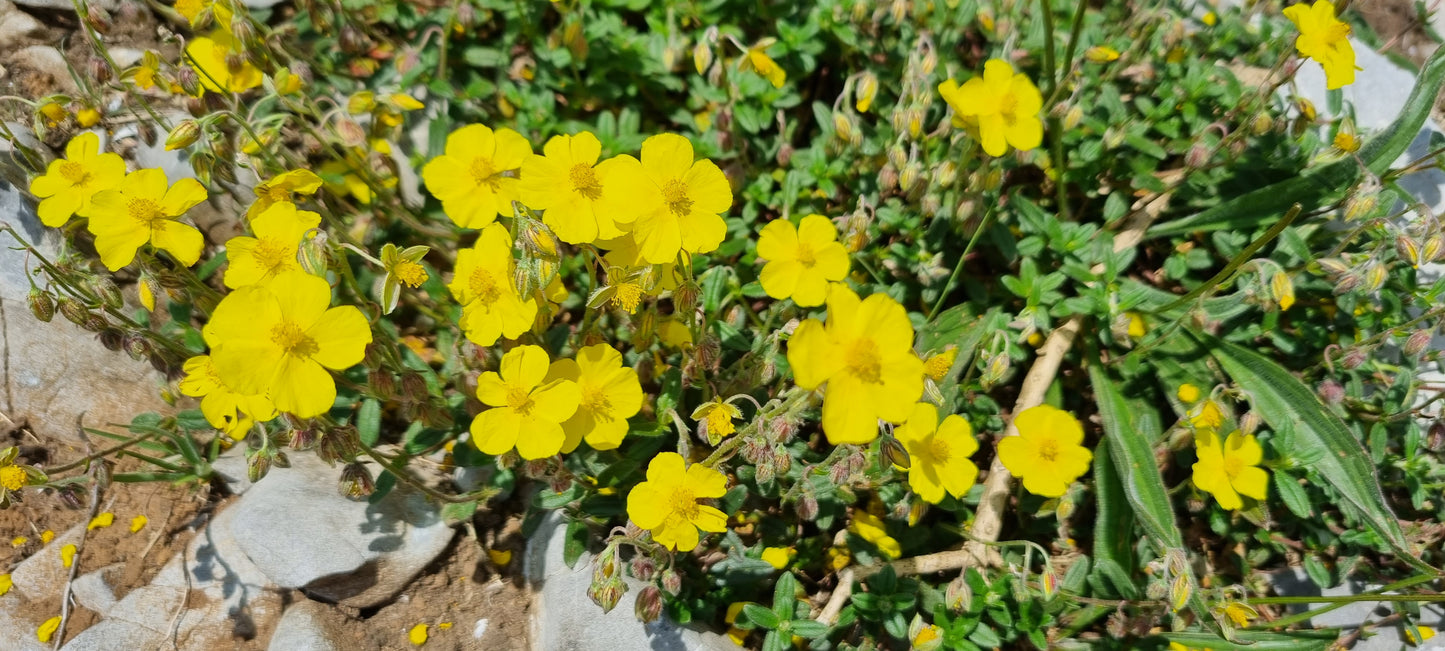 COMMON ROCK-ROSE  Helianthemum nummularium