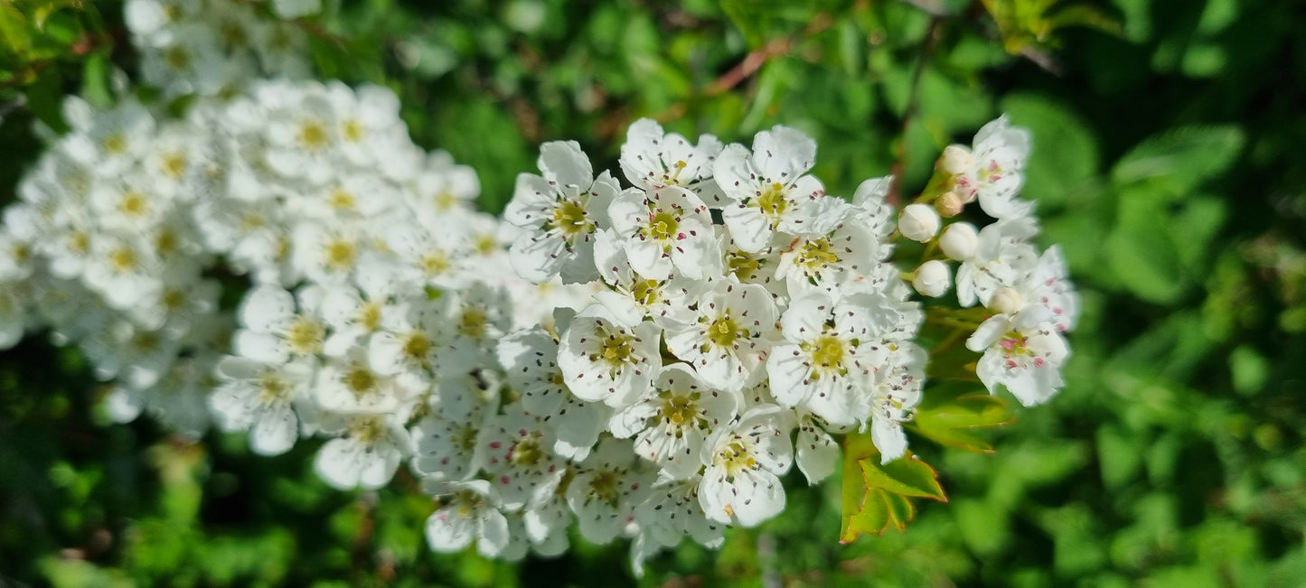 HAWTHORN Crategus monogyna