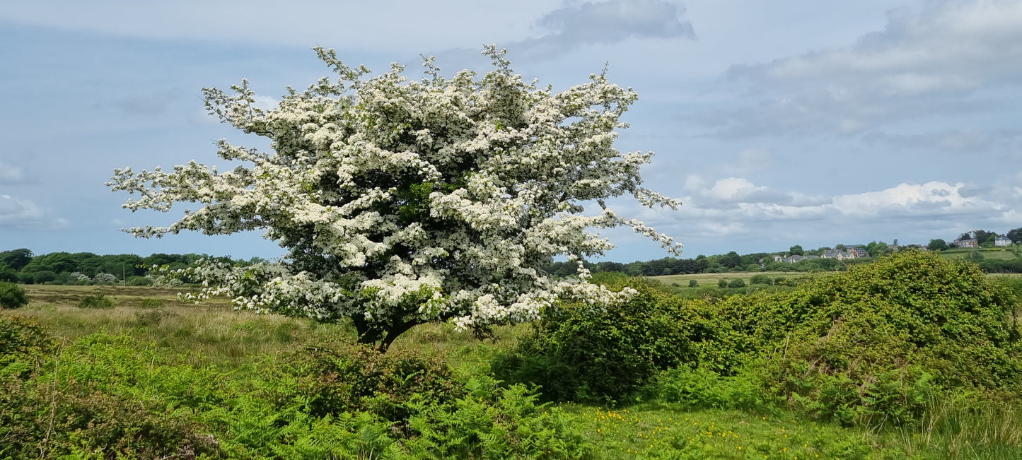 HAWTHORN Crategus monogyna