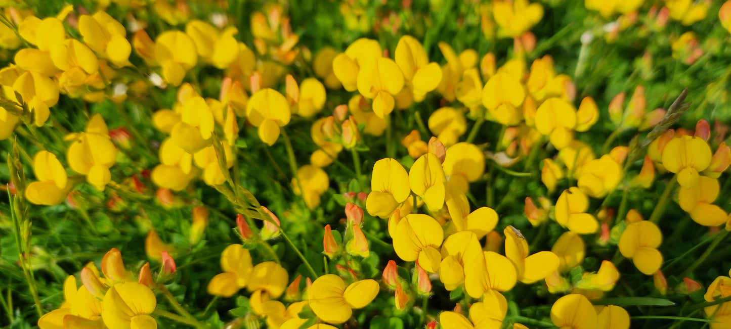 COMMON BIRD'S-FOOT-TREFOIL Lotus corniculatus