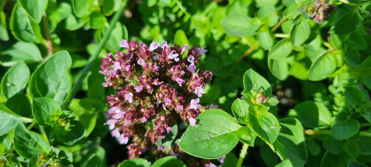 WILD MARJORAM Origanum vulgare