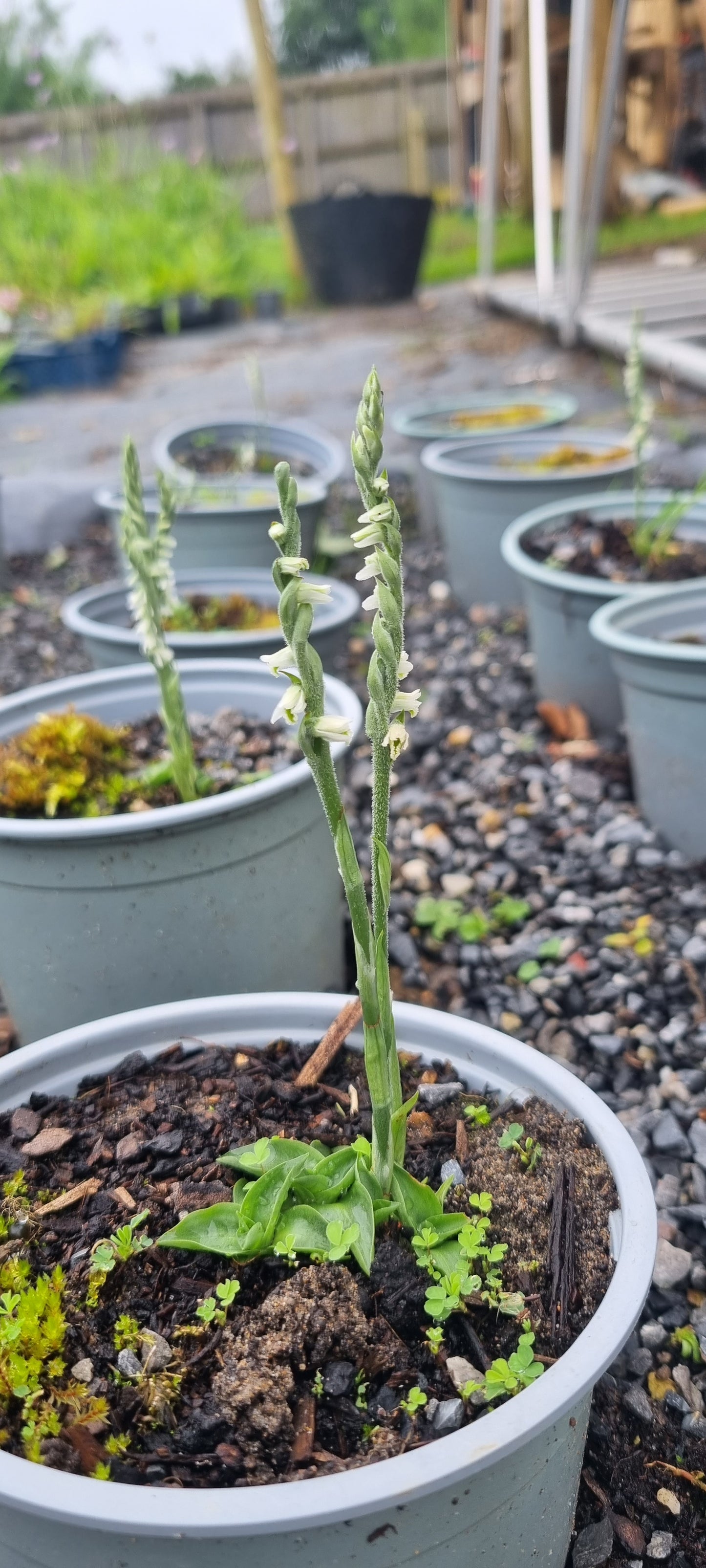 Autumn Lady's Tresses Spiranthes spiralis