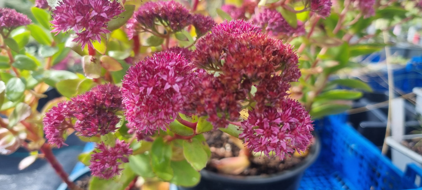 ORPINE Hylotelephium (Sedum) telephium
