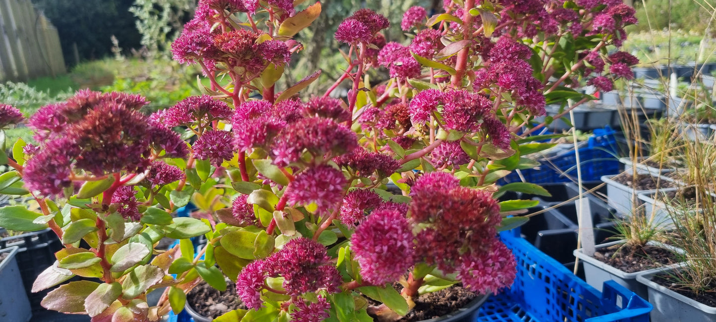 ORPINE Hylotelephium (Sedum) telephium