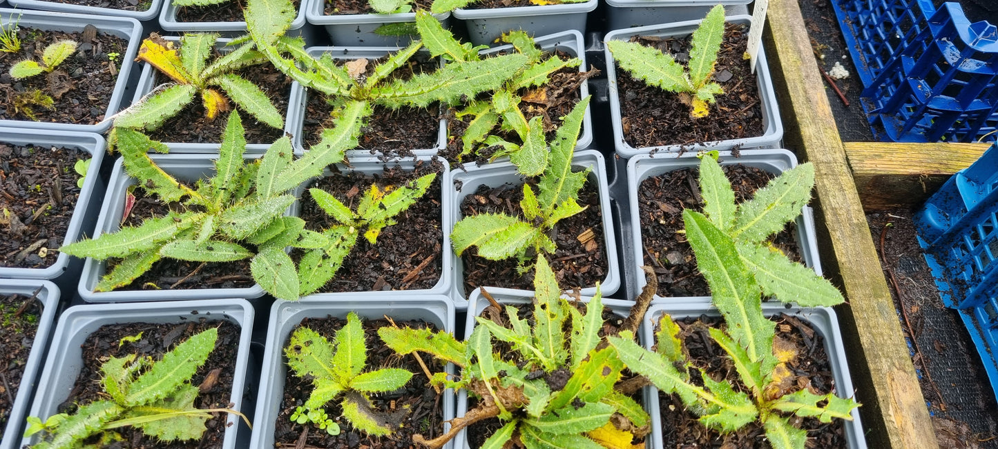MEADOW THISTLE Cirsium dissectum