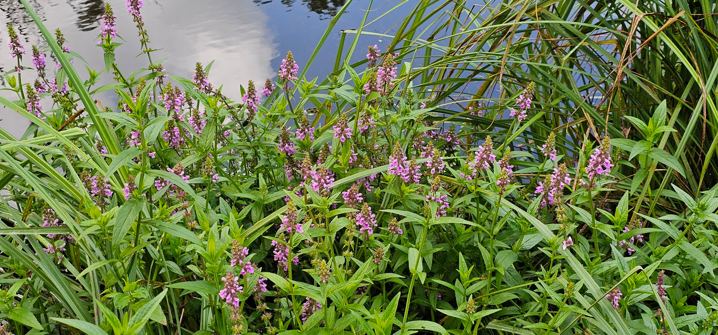 MARSH WOUNDWORT Stachys palustris