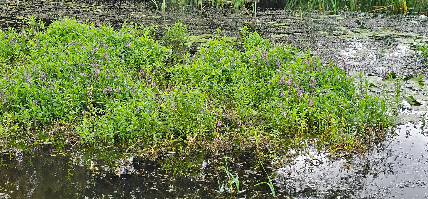 MARSH WOUNDWORT Stachys palustris