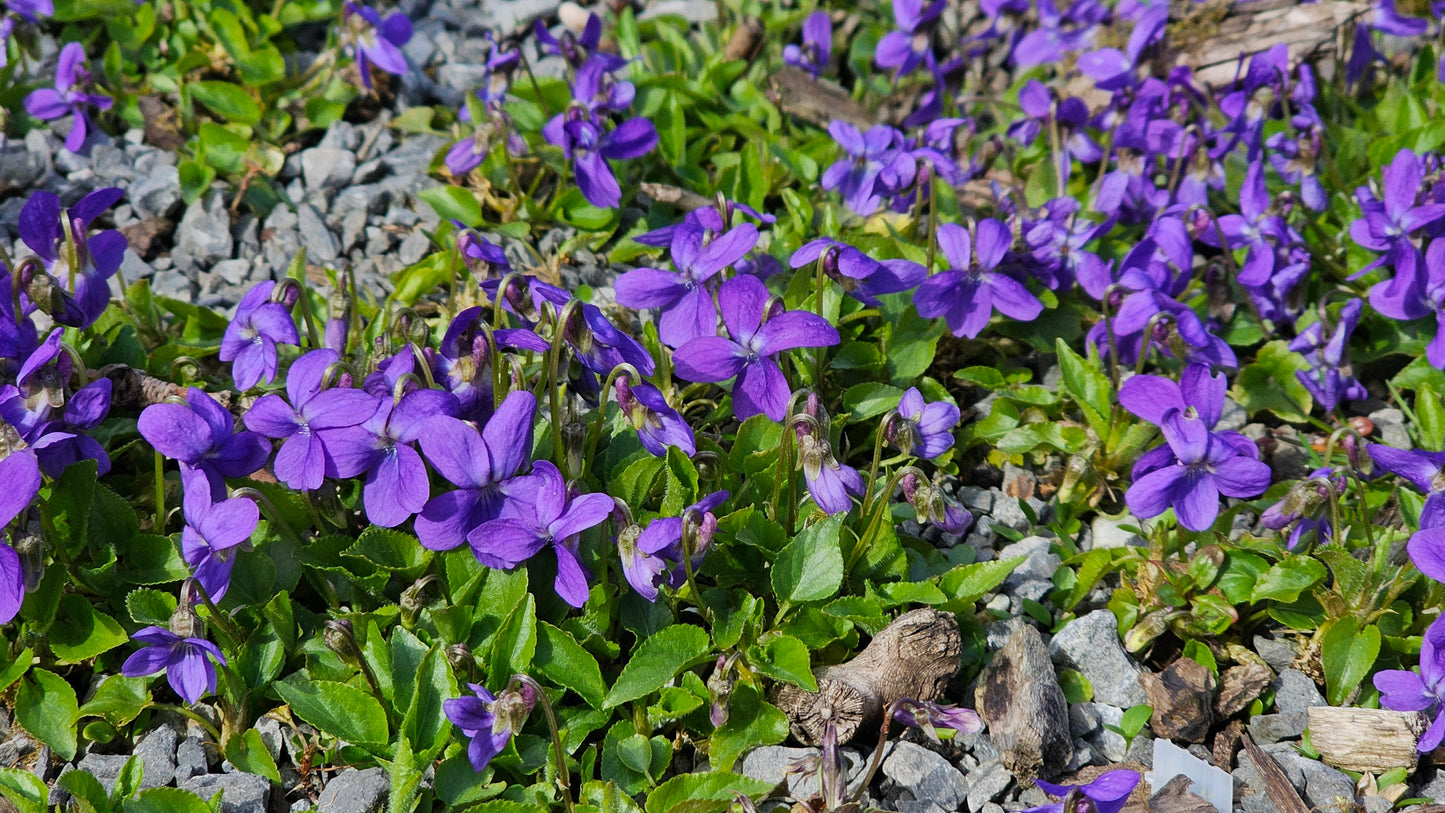 HAIRY VIOLET Viola hirta