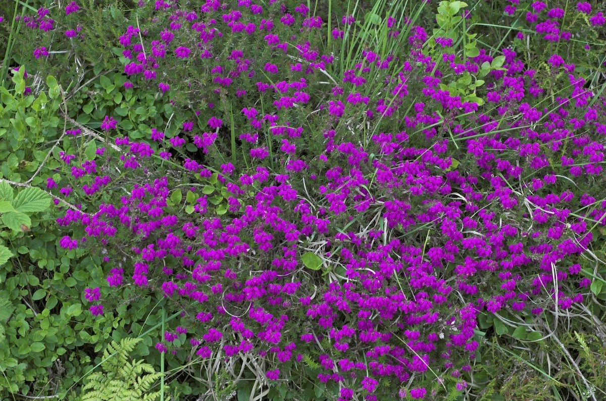 BELL HEATHER Erica cinerea