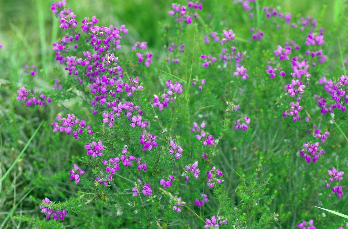 BELL HEATHER Erica cinerea