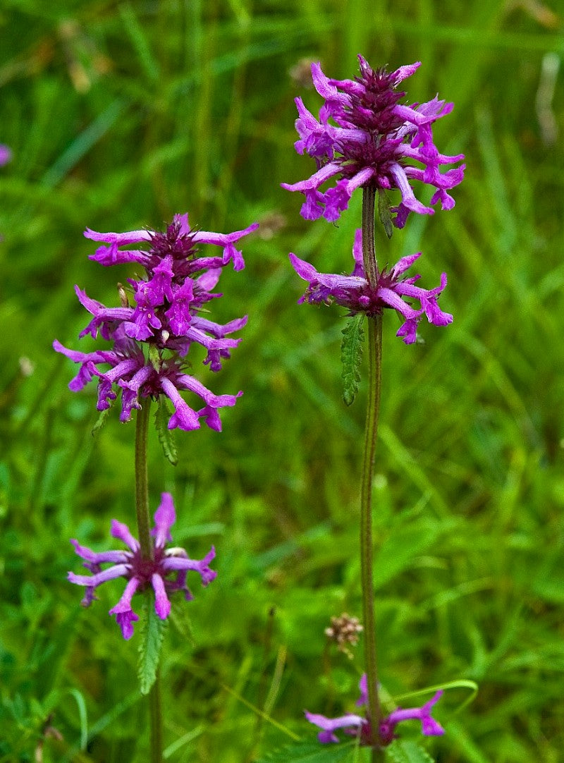 BETONY  Betonica officinalis