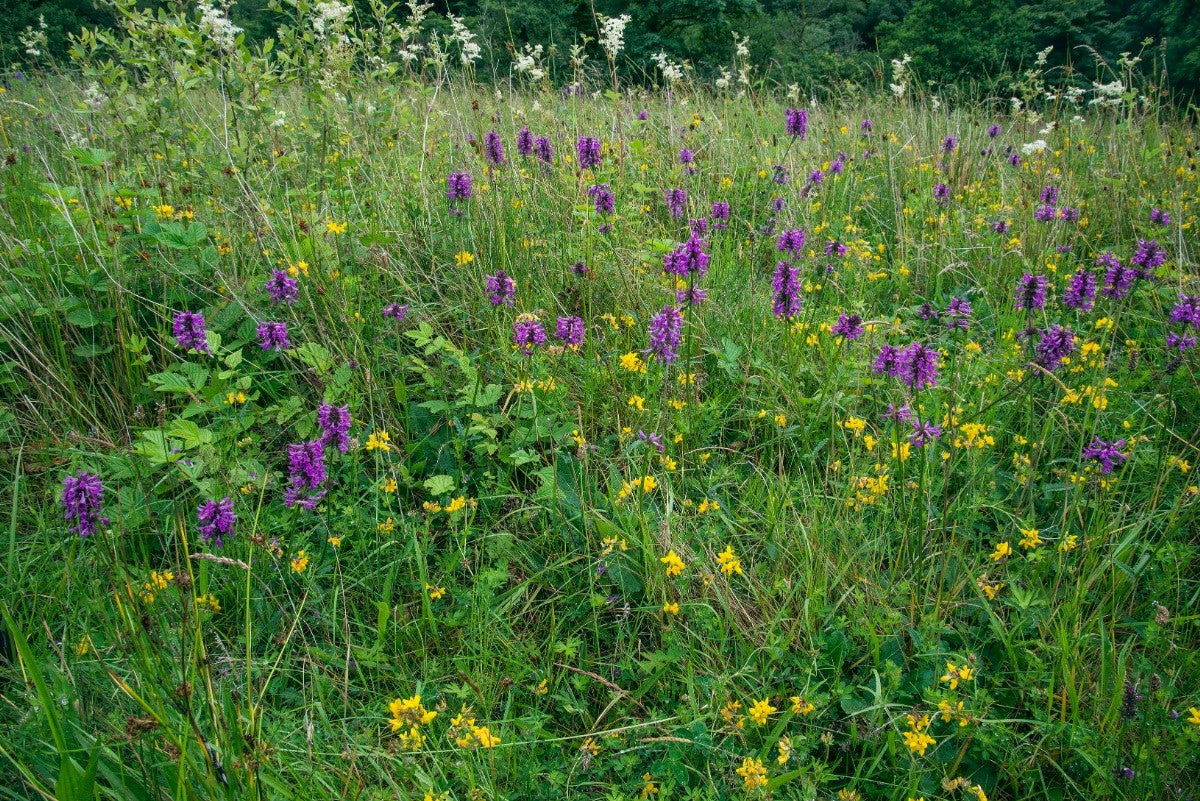 BETONY Betonica officinalis
