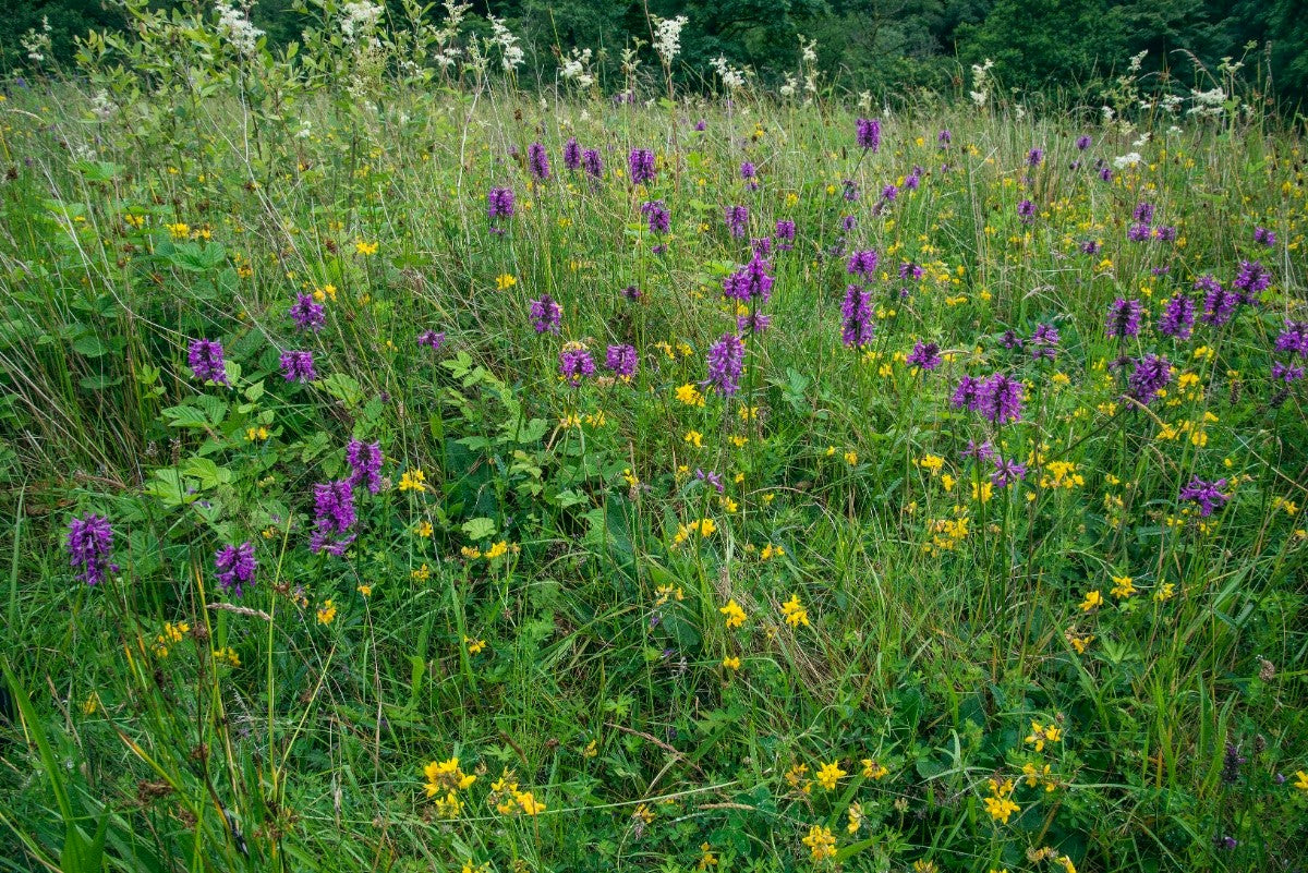 BETONY  Betonica officinalis