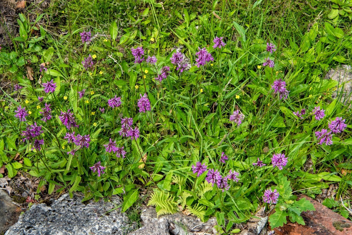 BETONY  Betonica officinalis