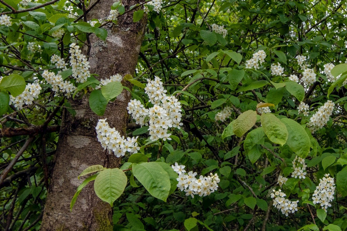 BIRD CHERRY Prunus padus