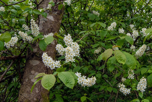 BIRD CHERRY  Prunus padus