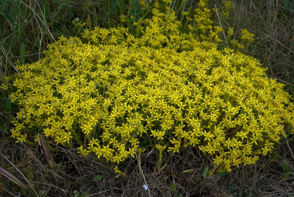 BITING STONECROP Sedum acre