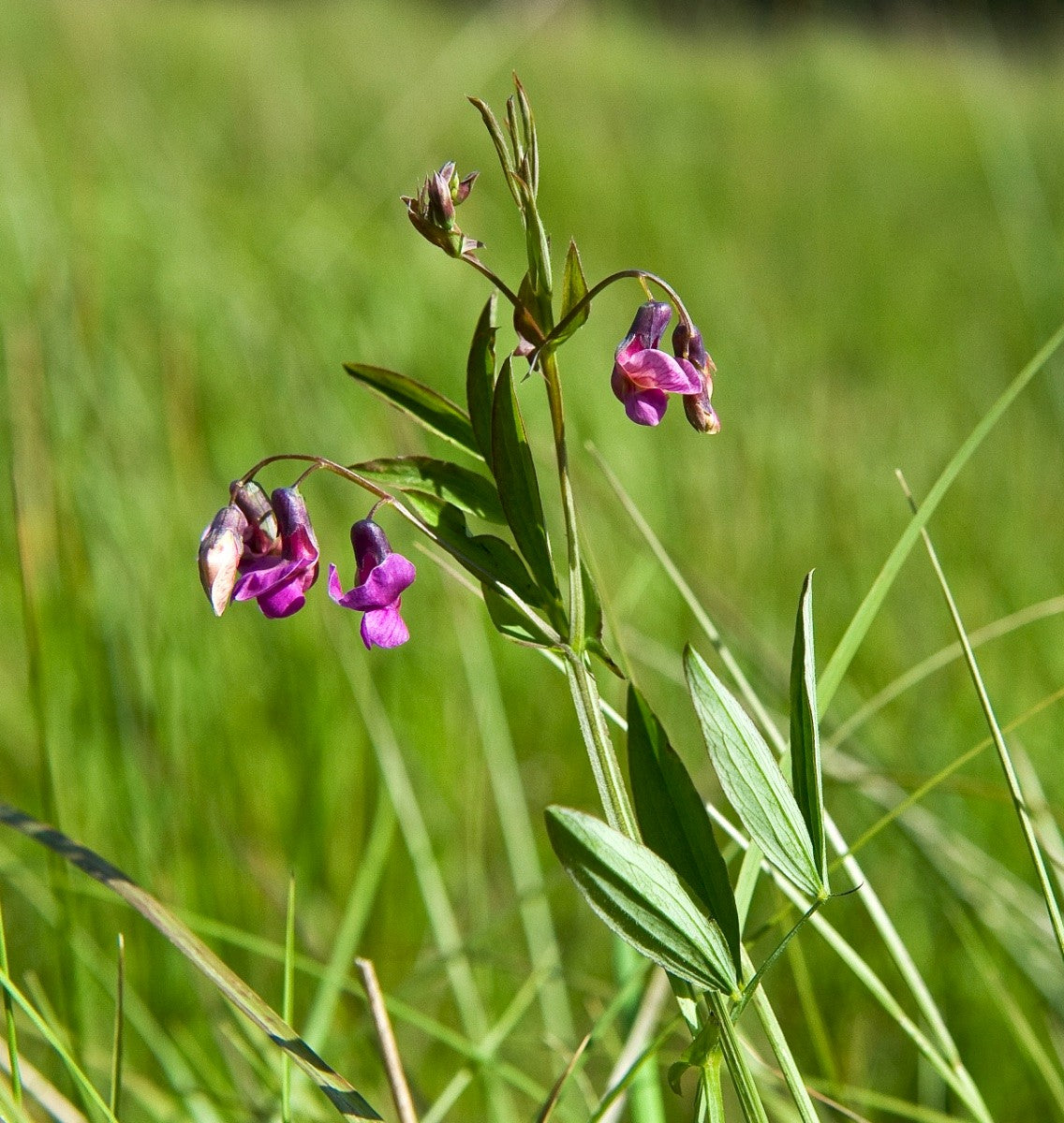 BITTER-VETCH Lathyrus linifolius