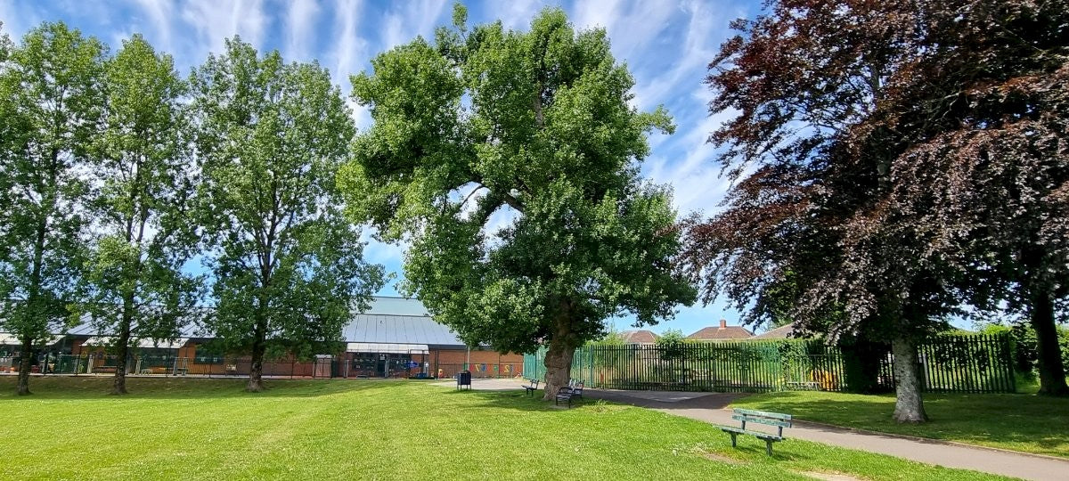 BLACK POPLAR Populus nigra