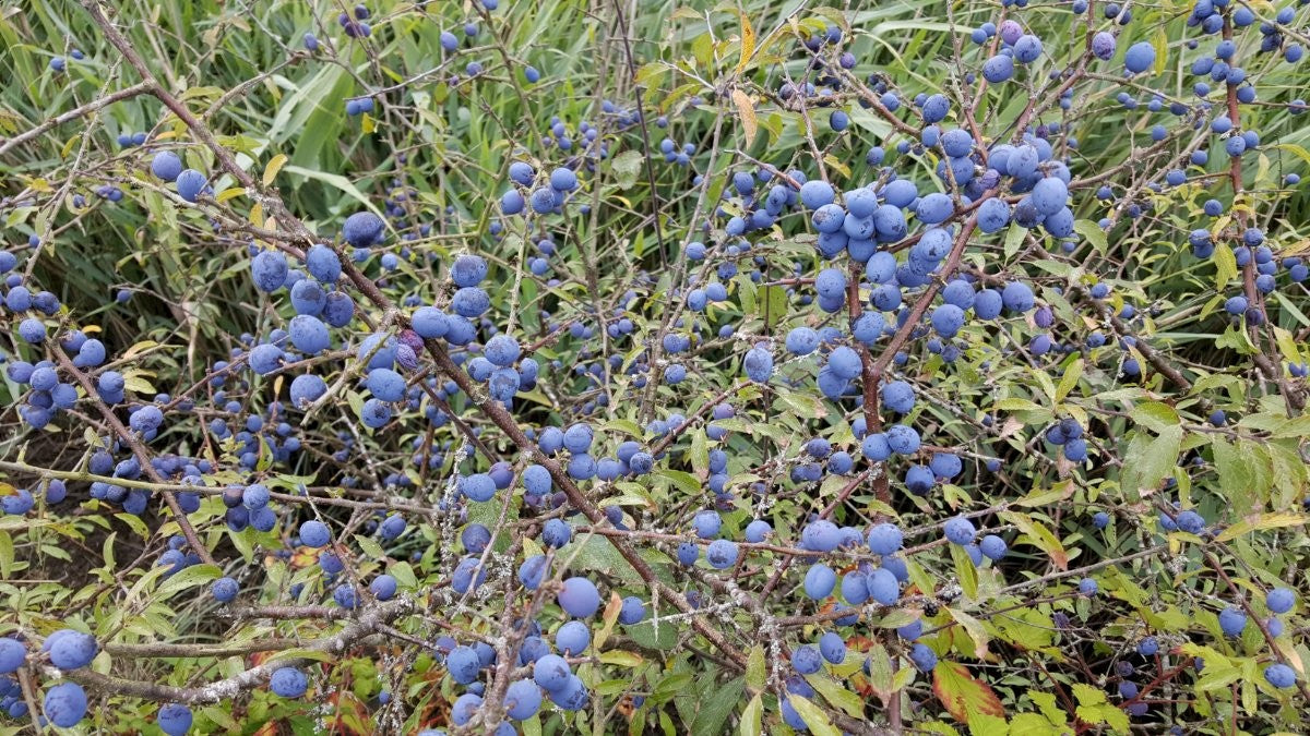 BLACKTHORN Prunus spinosa