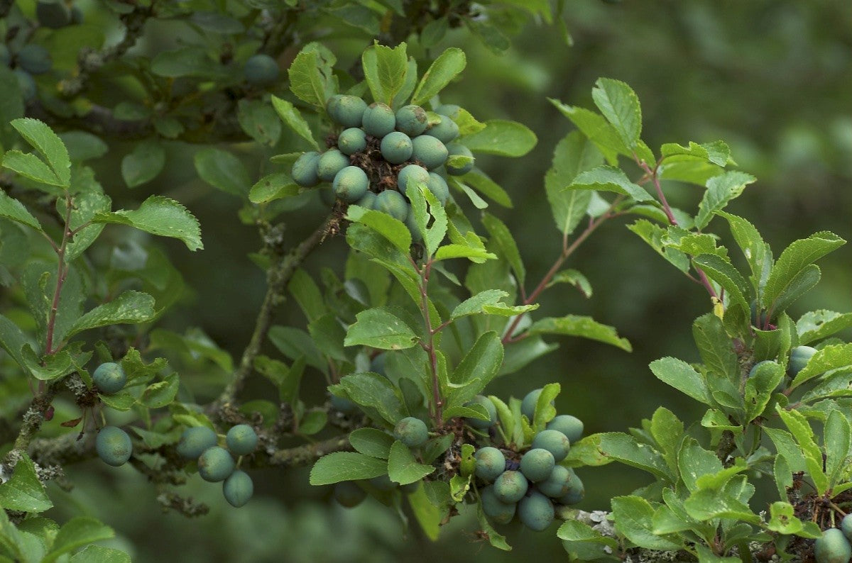 BLACKTHORN  Prunus spinosa