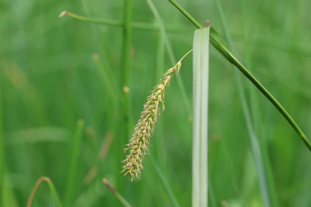 BLADDER SEDGE Carex vesicaria