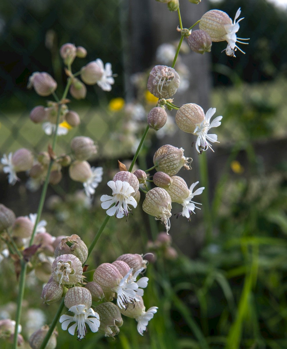 BLADDER CAMPION Silene vulgaris