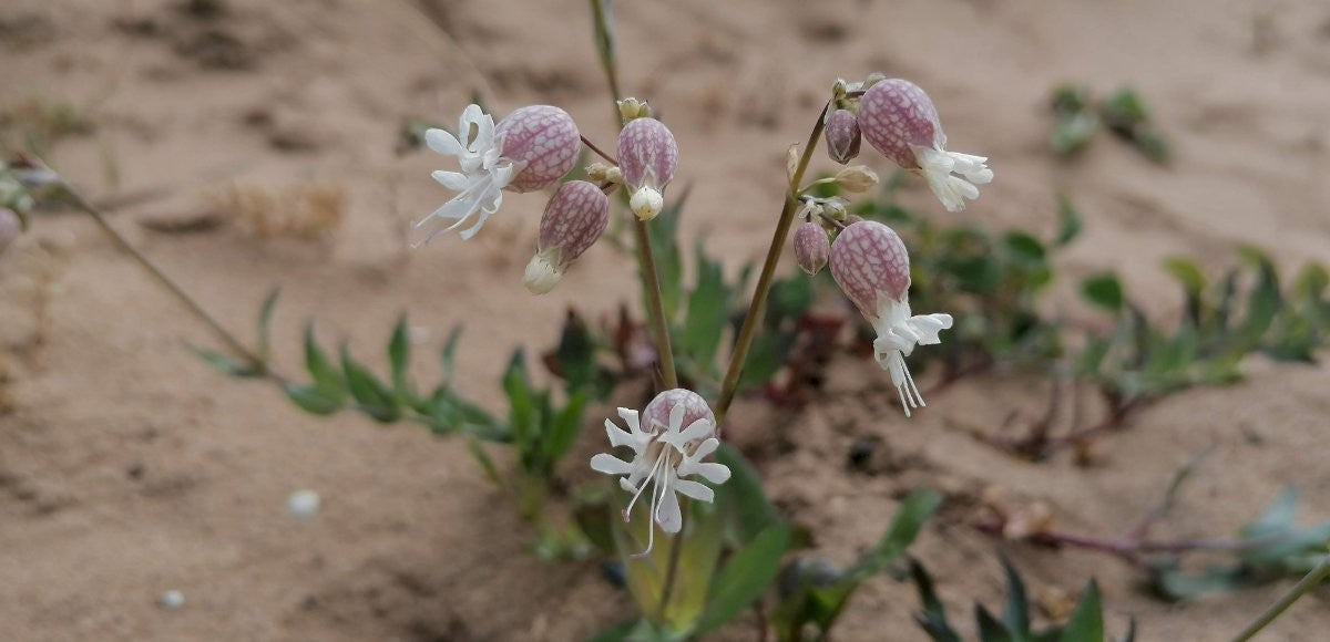 BLADDER CAMPION Silene vulgaris