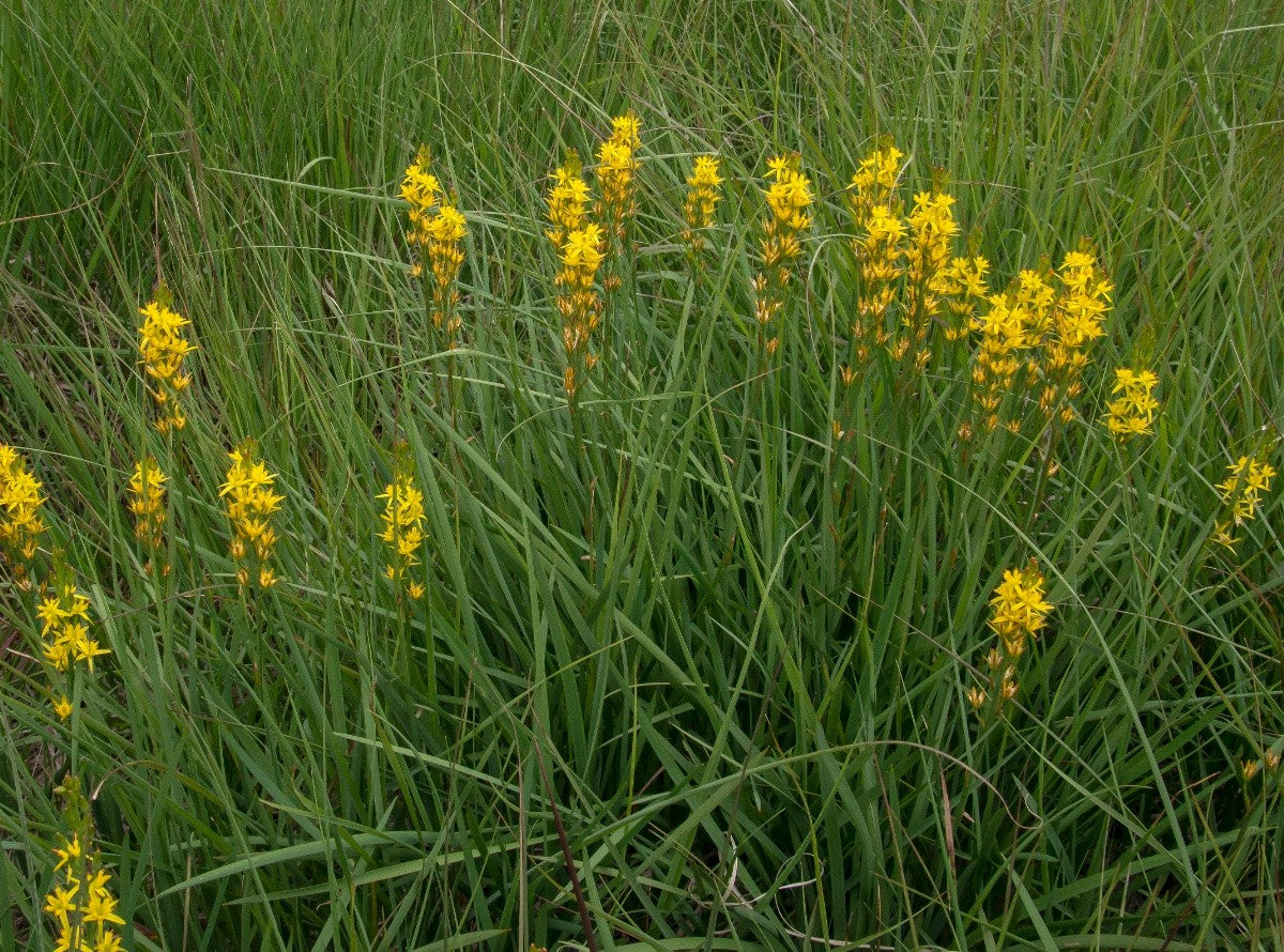 BOG ASPHODEL Narthecium ossifragum