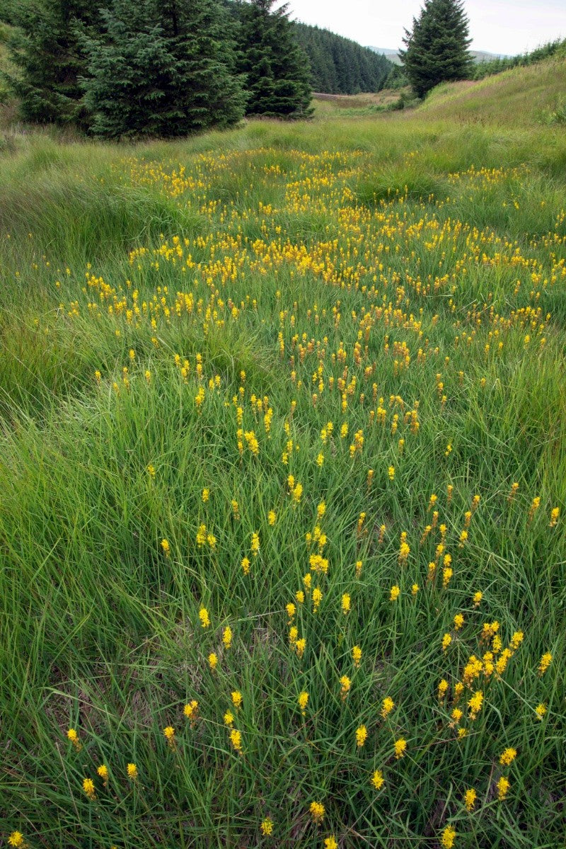BOG ASPHODEL Narthecium ossifragum