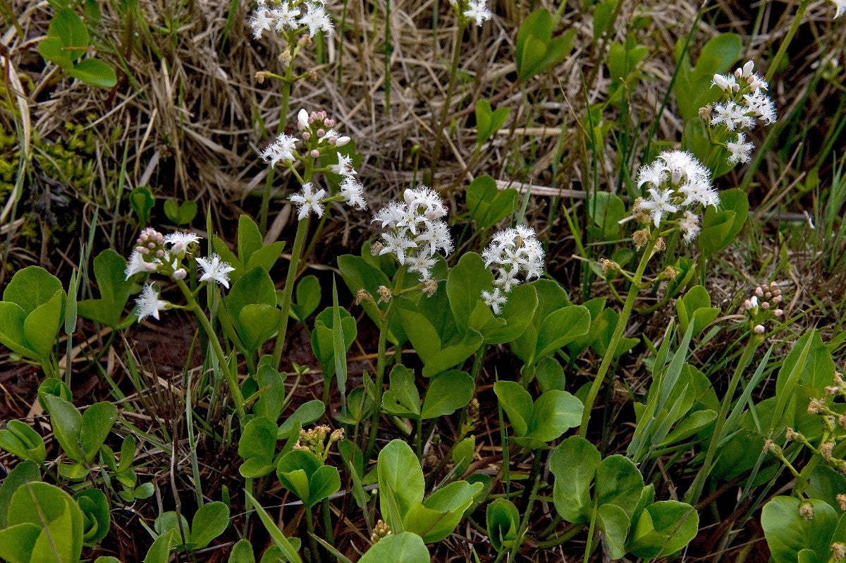 BOGBEAN Menyanthes trifoliata