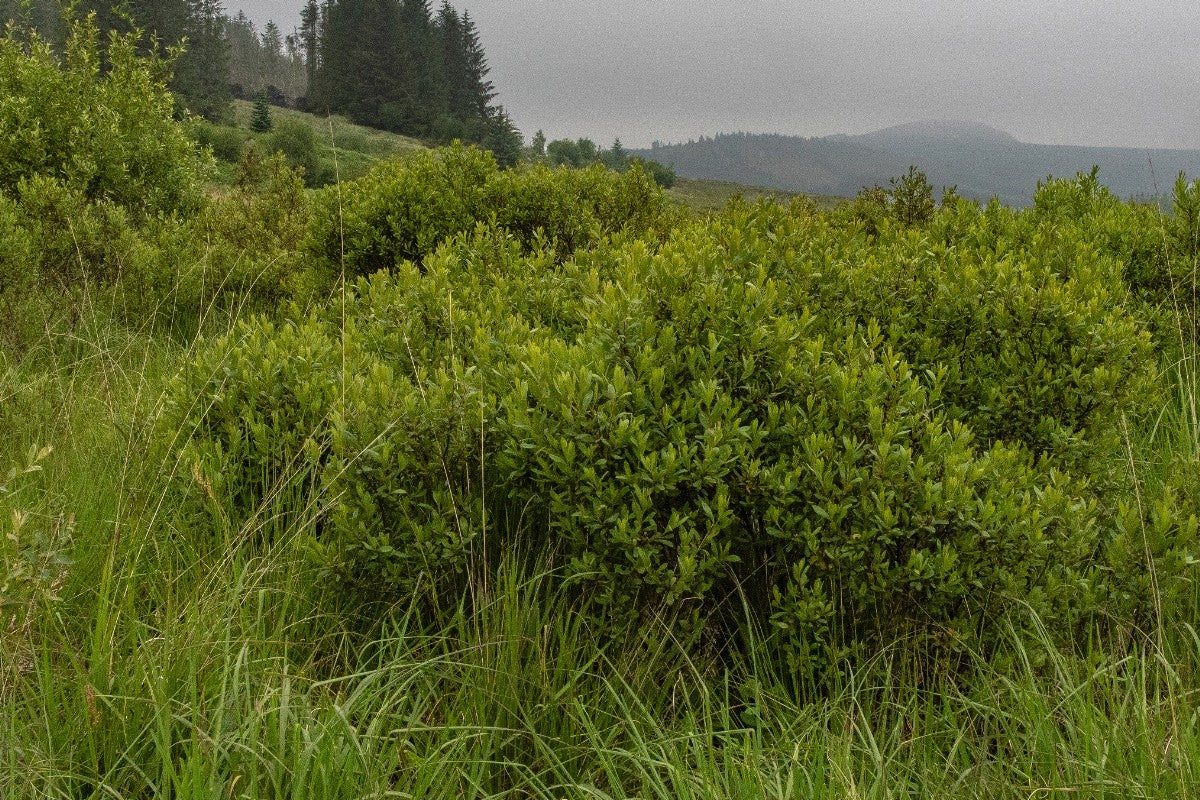 BOG-MYRTLE Myrica gale
