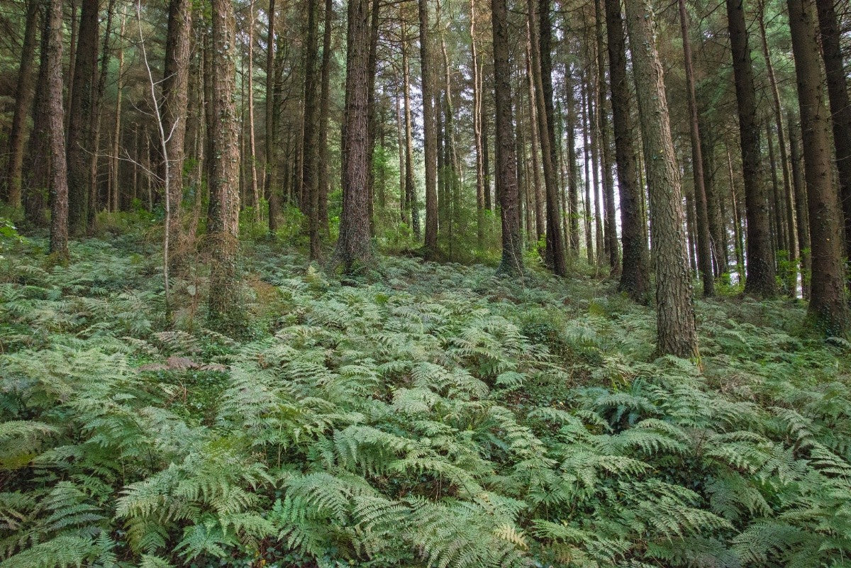 BROAD BUCKLER-FERN Dryopteris dilatata